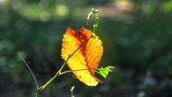 yellow leaf in the light