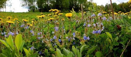 Yellow and blue flowers in the meadow