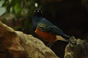 little colorful bird in wild