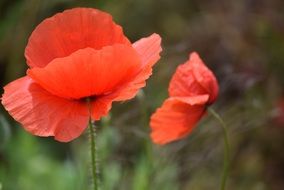 red poppy flowers in spring