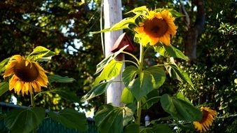 Sunflower flowers near green trees
