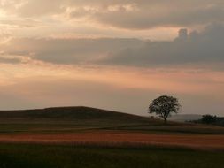 tree abendstimmung sunset