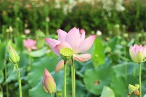 plantation of pink lotus