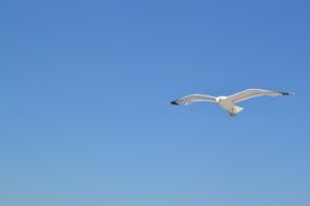 Beautiful, white and black, flying seagull against blue sky