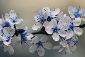white-blue flowers on a tree