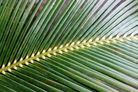 big leaf fern close up