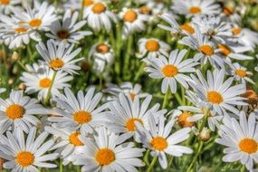 white daisies at sunny day, background