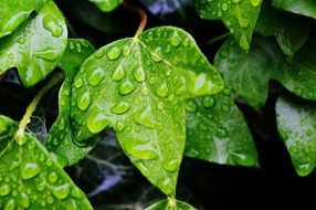 Green ivy leaves in raindrops