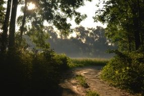 morning green forest sunrise view