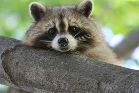 a raccoon behind a thick branch of a tree