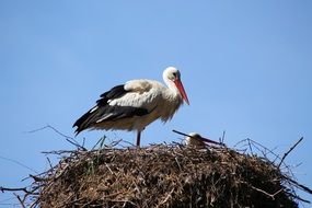 Stork on the his nest