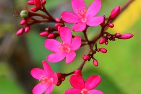 Jatropha integerrima close-up on blurred background
