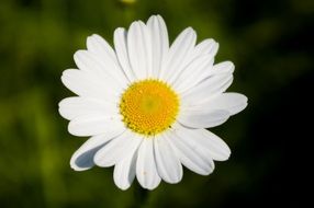 daisy flower close up