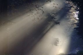 rays of light in the dark forest