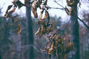 dry twisted foliage on a tree in autumn