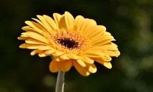 yellow gerbera blossom
