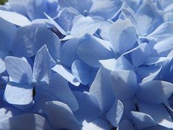 gently blue petals of hydrangea