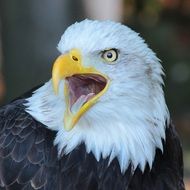 eagle with yellow beak close up