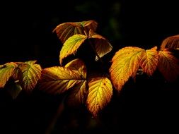 autumn leaves in the dark