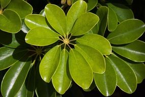 schefflera heptaphylla plant