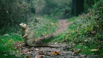 beautiful and delightful green mouse