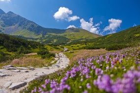 flowers on the mountain