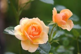 beautiful and delightful rose