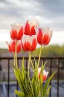 red and white tulips
