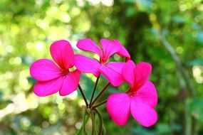 pink geranium flowers on a background of green bushes