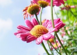 Pink marguerite flowers