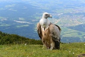 vulture in the mountains of austria close up