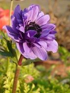purple anemone flower head