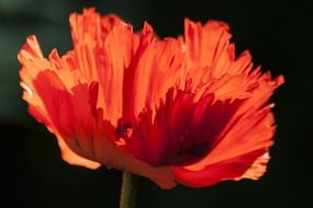 macro photo of ornamental poppy flower in spring