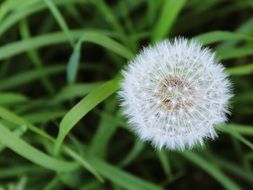 dandelion in grass