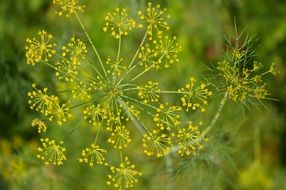dill as a spice for cucumbers