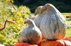 pumpkins in the form of figures of birds