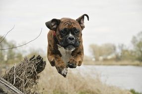 Dog in flight