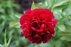 red bloom peony macro recording
