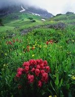 gorgeous landscape with colorful wildflowers, usa, colorado, ouray