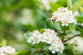 closeup photo of incredible cherry blossom