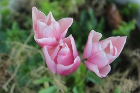 pink tulips flowers in the garden
