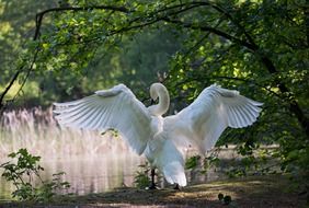 white swan spread the wings near lake