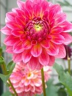 pink dahlia closeup