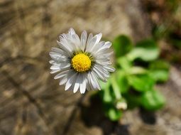 lonely daisy on the stone