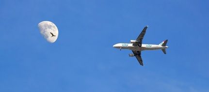 Airplane and bird in the day sky against the background of the moon