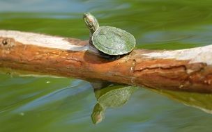 Little turtle on a branch near the river