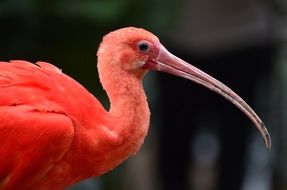 Photo of the tropical pink bird