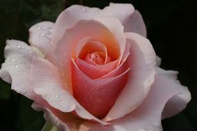 pink rose flower with drops of water on a blurred background