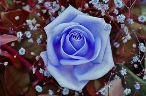 incredibly beautiful blue rose