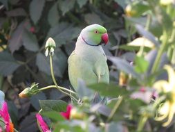 Colorful exotic parakeet